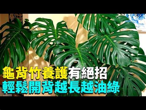 龜背芋適合放室內嗎|【室內觀葉植物】綠手指必知的龜背芋5個秘密，加碼。